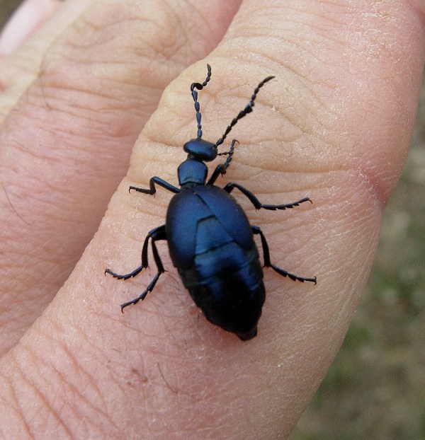 Meloe...e poi? - Meloe violaceus